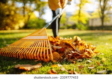 Collection of fallen leaves. Raking autumn leaves from the lawn on the lawn in the autumn park. Using a rake to clear fallen leaves. The concept of volunteering, seasonal gardening. - Shutterstock ID 2339777453