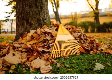 Collection of fallen leaves. Raking autumn leaves from the lawn in the autumn park. Concept of volunteering, seasonal gardening. Yard cleaning. - Powered by Shutterstock