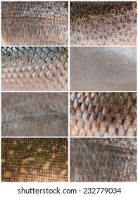 Collection Of Fish Scales