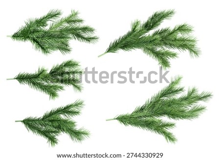 A collection of five realistic 3D rendered pine branches and sprigs, meticulously detailed to capture the natural texture and appearance of evergreen needles. These elements are ideal for creating festive winter holiday designs, Christmas decorations, and natural, organic-themed visual content.