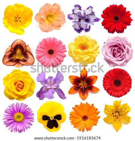 Collection flowers tulip, calendula, rose, iris, lily, gerbera, pansies, daisy isolated on white background. Creative spring composition, Easter, Valentine's Day. Flat lay, top view