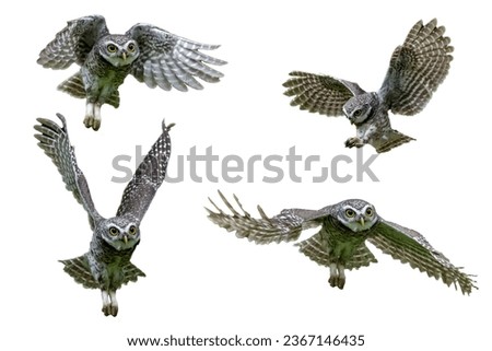 Collection of Flying Spotted Owl isolated on white background, Spotted Owlet isolated.