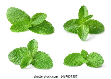 Collection of fresh mint leaves, isolated on white background - Shutterstock ID 1467839357
