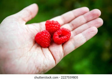 Collection of fresh raspberries in the backyard, berries close-up. Hands hold raspberries.
