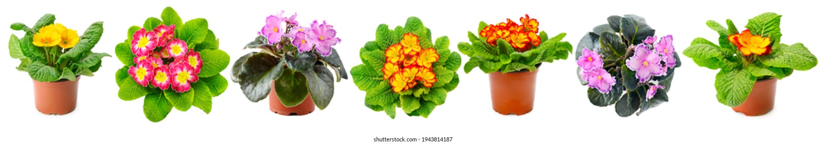 Collection Fresh Violets Different Angles Isolated Stock Photo ...