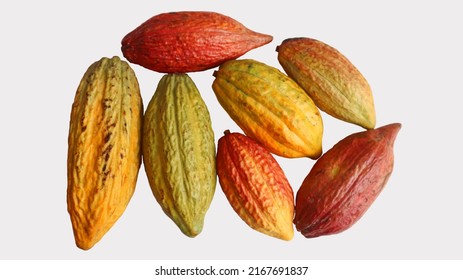 a collection of freshly harvested red, orange, green and yellow ripe cocoa pods isolated on a white background. Cocoa (Theobroma cacao L.) is a cultivated tree in plantations. Harvesting fruit. 
