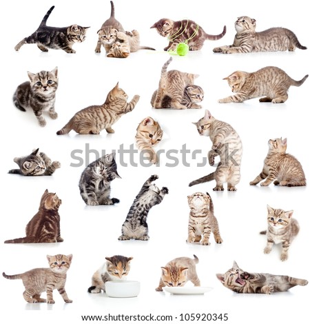 collection of funny playful cat kitten isolated on white background