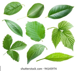 Collection of garden leaves on white background. Green leaves isolated on a white background.