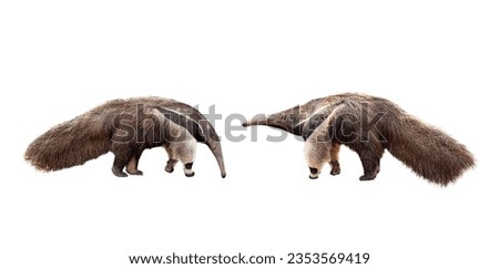 collection, Giant anteater isolated on White Background. clipping path included. Anteater zoo animal walking facing side. Giant Anteater, Myrmecophaga tridactyla, animal with long tail ane long nose.