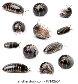 Collection of Glomeris marginata. Is a common European species of pill millipede