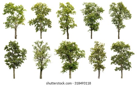 4,549,278 Isolated Tree Images, Stock Photos & Vectors | Shutterstock