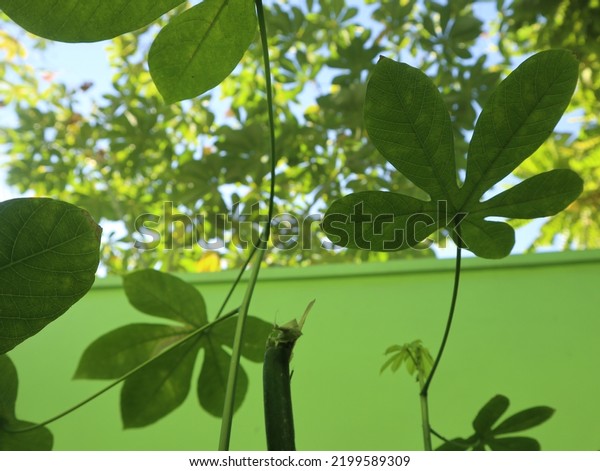 Collection green cassava leaves derived from cassava or\
cassava plants. Cassava leaves are pointed and reddish-stemmed from\
tropical areas. The leaves are used for food. Isolated in green\
background. 