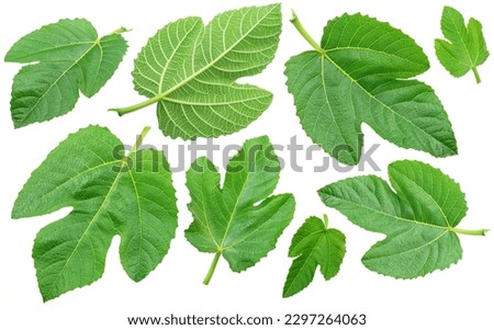 Collection of green fig leaves isolated on white background. 