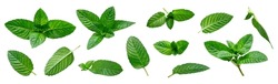 Collection Of Green Fresh Mint Leaves Isolated On White Background. Tea Ingredient, Seasoning. Fragrant Plant, Herb For Medicine, Cosmetics, Aroma Oil