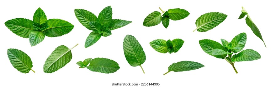 Collection of green fresh mint leaves isolated on white background. Tea ingredient, seasoning. Fragrant plant, herb for medicine, cosmetics, aroma oil