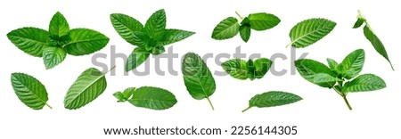 Collection of green fresh mint leaves isolated on white background. Tea ingredient, seasoning. Fragrant plant, herb for medicine, cosmetics, aroma oil