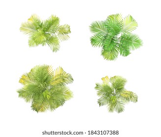 Collection Green Leaf Of Palm Tree On White Background