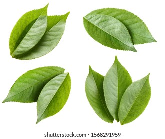 Collection of green leaves, isolated on white background