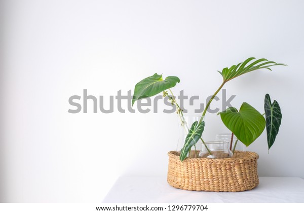 Collection Green Leaves Plant Glass Vases Stock Photo Edit Now