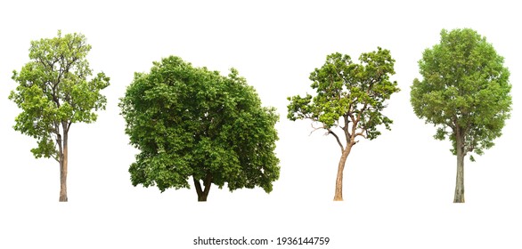 Collection Green Trees Side View Isolated Stock Photo 1936144759 ...