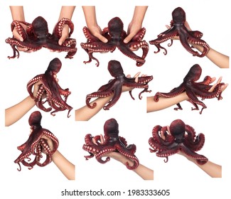 Collection of hand holding octopus tentacles isolated on white background. - Powered by Shutterstock