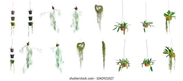 The collection of Hanging green plant isolated on white background