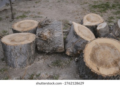 A collection of hefty tree trunk segments lie on the unkempt ground, revealing their rugged bark and intricate inner rings.
