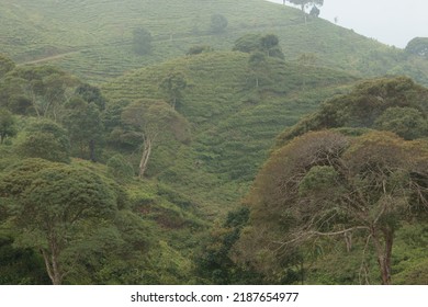 A Collection Of Hills In The Ciwidey Tea Plantation, West Bandung