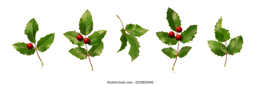 Collection of holly branches with berries. Christmas plants isolated on white background.