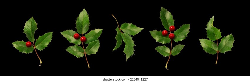 Collection of holly branches with berries. Christmas plants isolated on black background.
