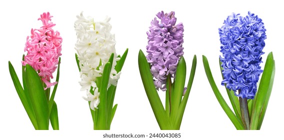 Collection hyacinth flower head isolated on a white background. Spring time. Easter holidays. Garden decoration, landscaping. Floral floristic arrangement. Flat lay, top view  - Powered by Shutterstock