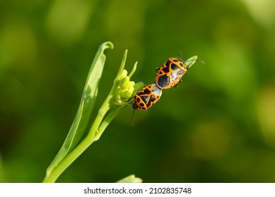 A Collection Of Insect Mating