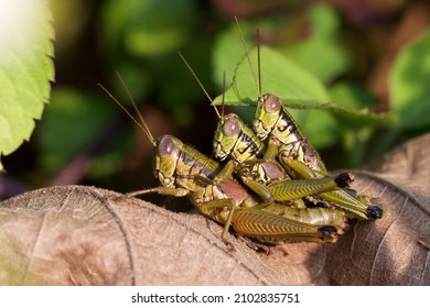 A Collection Of Insect Mating