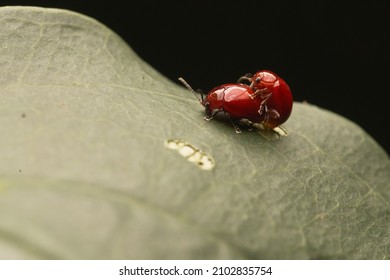 A Collection Of Insect Mating