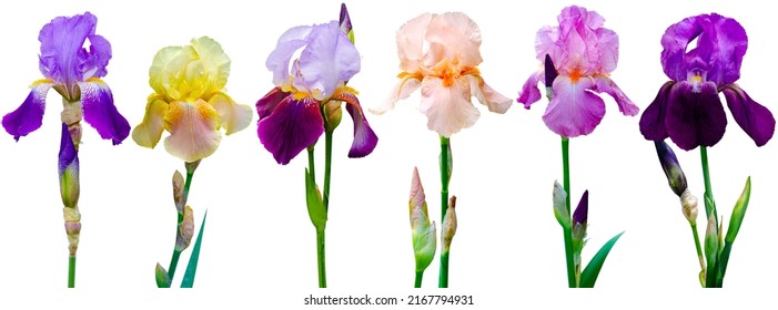 collection iris flower isolated on white background