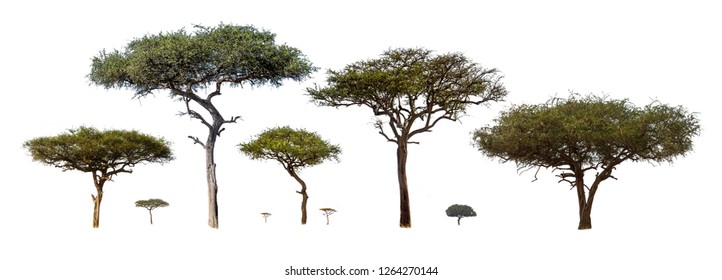 Collection of isolated African Acacia trees extracted and isolated on white background for compositing