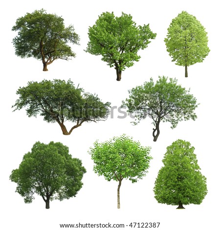 Similar – Image, Stock Photo Full Tree Tree trunk Fat