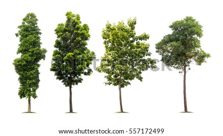 Collection of isolated tall trees on white background