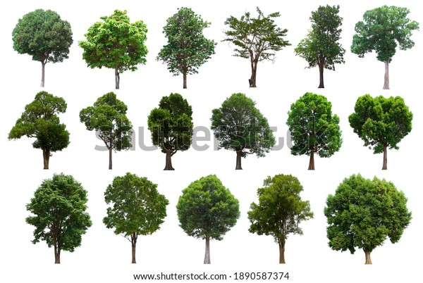 Collection Isolated Tree Green On White Stock Photo 1890587374 ...