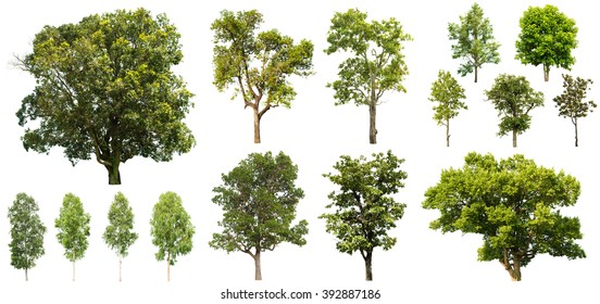 50,696 Tree isolated on warm background Images, Stock Photos & Vectors ...