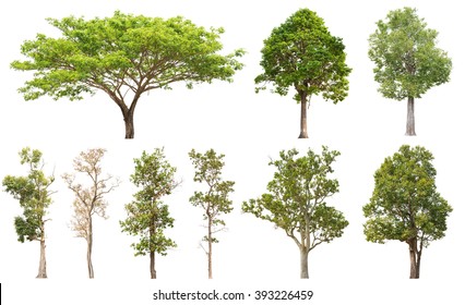 Collection of isolated tree on white background - Shutterstock ID 393226459