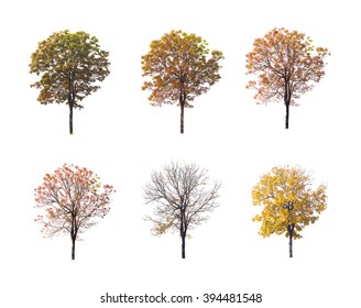 542,712 Autumn Tree Isolated Images, Stock Photos & Vectors 