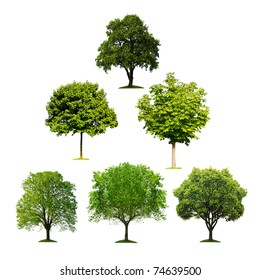 Collection Beautiful Tree Realistic On White Stock Vector (Royalty Free ...