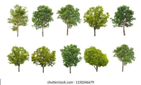 Similar Images, Stock Photos & Vectors of Trees - Vector Nature