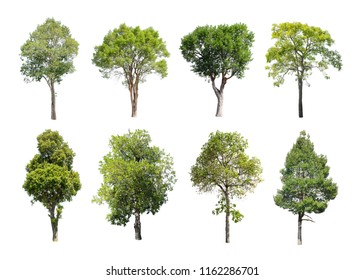 Collection of Isolated Trees on white background. A beautiful trees from Thailand. Suitable for use in architectural design or Decoration work. Used with natural articles both on print and website. - Shutterstock ID 1162286701