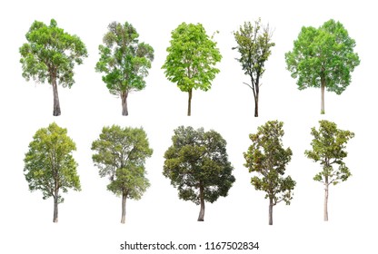 Preserve Trees Images Stock Photos Vectors Shutterstock