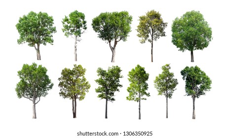 Collection Isolated Trees On White Background Stock Photo 1306350925 ...