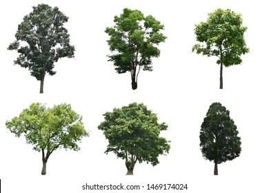 Collection Isolated Trees On White Background Stock Photo 1469174024 ...