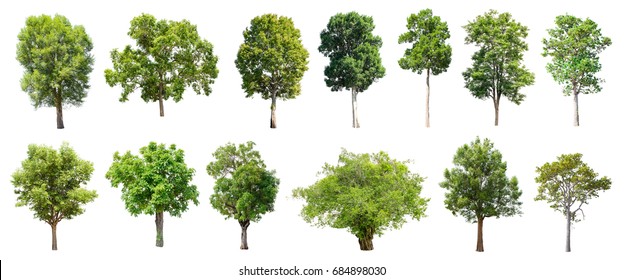 Collection Isolated Trees On White Background Stock Photo 739579375 ...