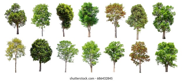 Isolated Tree Green Set Located On Stock Photo 1880957986 | Shutterstock